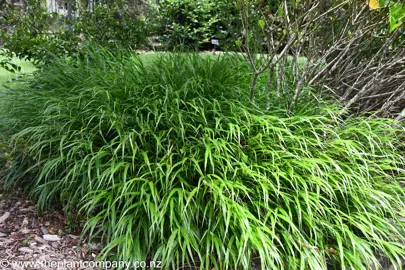 Hakonechloa macra plants growing in a garden.