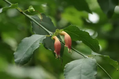 Halleria lucida plant with green foliage and red flowers.