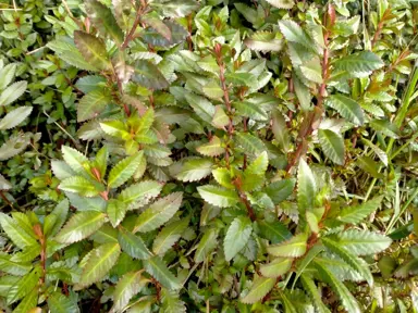 Haloragis erecta plant with green foliage.