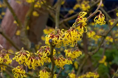 Hamamelis Arnold Promise shrub with yellow flowers.