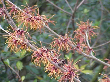 hamamelis-intermedia-