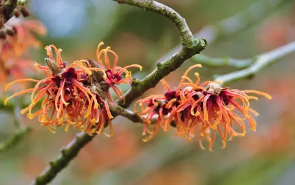 Hamamelis Jelena shrub with orange flowers.