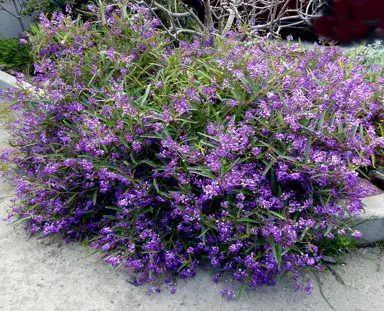 Hardenbergia 'Meema' plant with purple flowers.