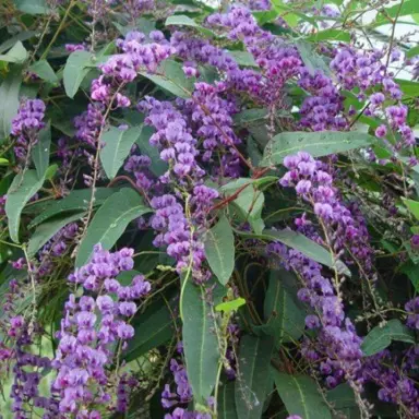 Hardenbergia 'Purple Spray' flowers and green foliage.