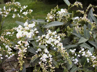 Hardenbergia 'Snow White' plant with white flowers.