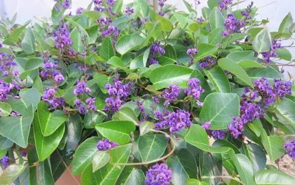 Hardenbergia Sweetheart plant with purple flowers and lush green foliage.