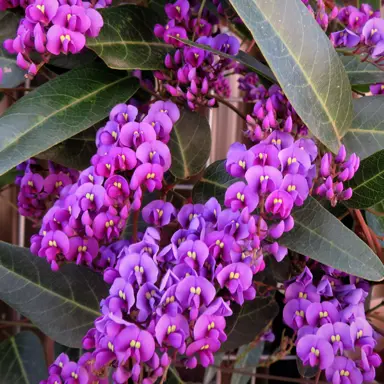 hardenbergia-regent-2