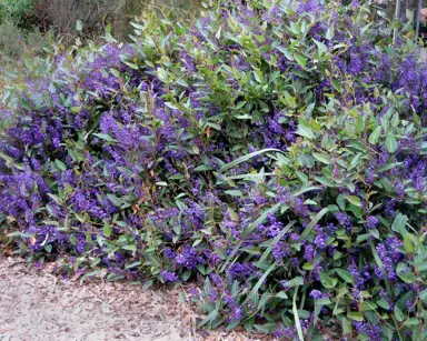 hardenbergia-happy-wanderer-