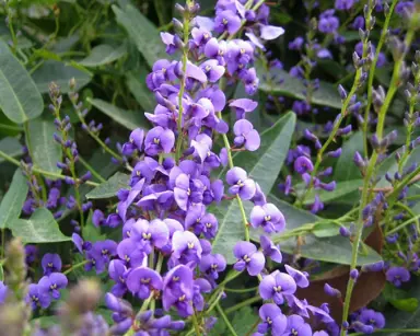 hardenbergia-happy-wanderer-1