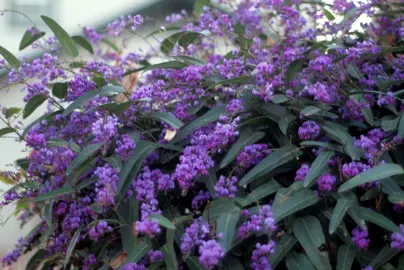 hardenbergia-happy-wanderer-4