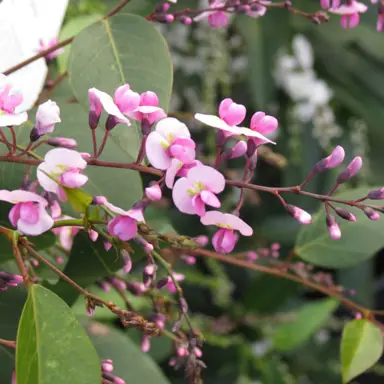 hardenbergia-rosea-1