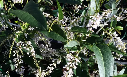 hardenbergia-white-out-1