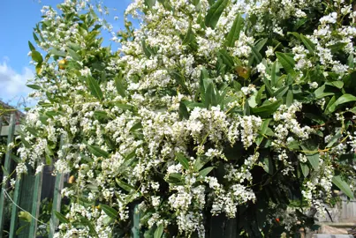 hardenbergia-white-out-2