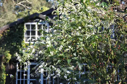 hardenbergia-white-out-3