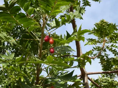 Harpephyllum caffrum tree with orange berries and green foliage.