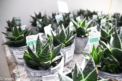 haworthia-attenuata-