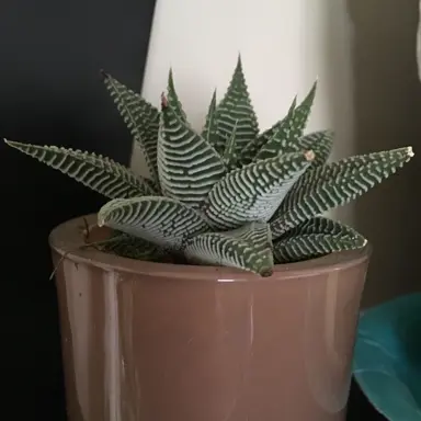 haworthia-attenuata-1