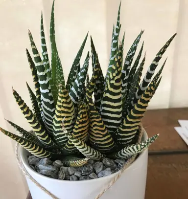 haworthia-attenuata-2