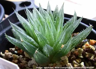 haworthia-leightonii-