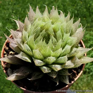 haworthia-leightonii-1