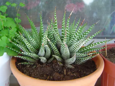 Haworthia fasciata succulent growing in a pot.