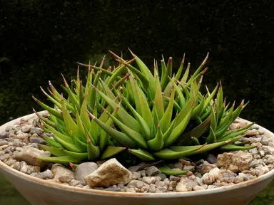 haworthia-glabrata-