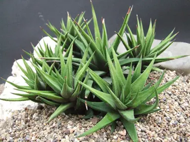 haworthia-glabrata-1