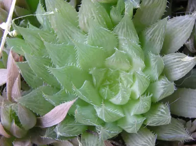 Haworthia mirabilis 'Triebneriana' plant.