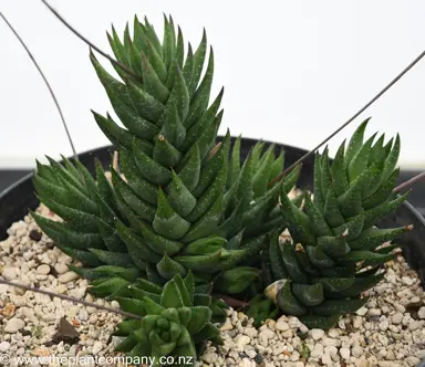 Haworthia resendeana plant.