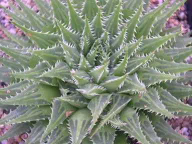 haworthia-rossouwii-