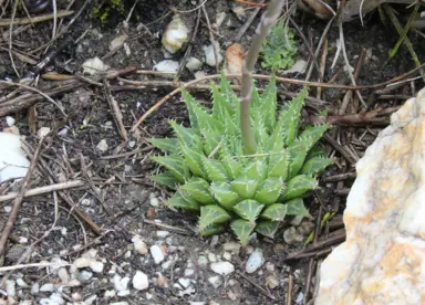 haworthia-rossouwii-1