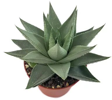 Haworthia Savanna succulent growing in a pot.