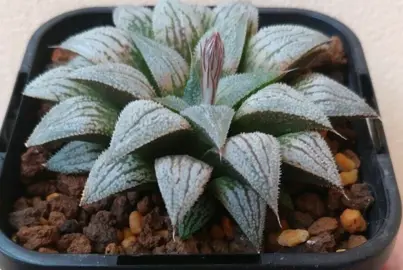 Haworthia Silver Kiwi plant in a pot.