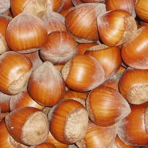 Hazelnut Auckland nuts.