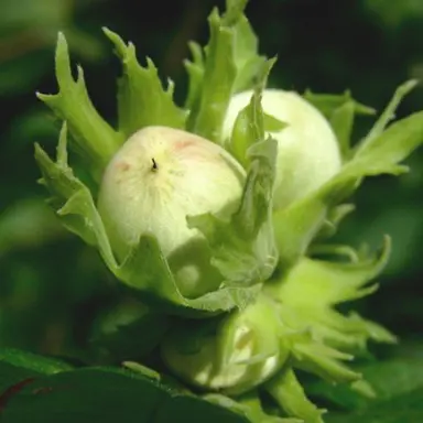 Hazelnut Campanica green nuts.