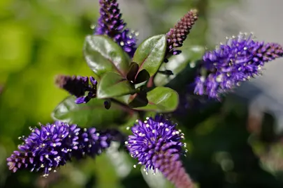 Hebe 'Amy' with dark green foliage and purple flowers.