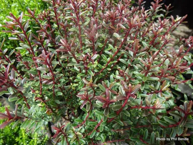 Hebe anomala purpurea plant with purple foliage.