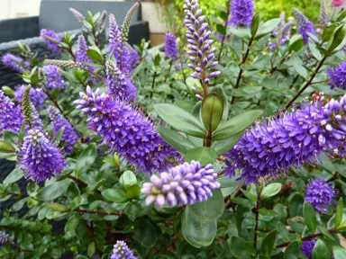 Hebe 'Autumn Glory' with dark green foliage and purple flowers.