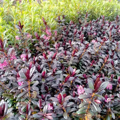 Hebe 'Black Satin' plant with dark foliage and pink flowers.