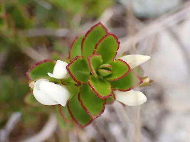 Hebe brachyphylla stem with green leaves edged with red and white flowers.