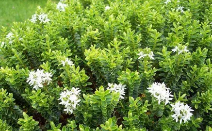 hebe-buxifolia-