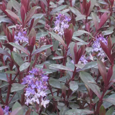 Hebe 'Caledonia' plant with purple foliage and pink-purple flowers.