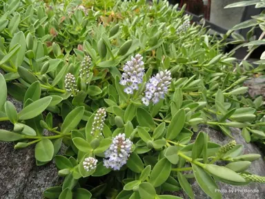 Hebe chathamica plant with lush green foliage and light pink flowers.