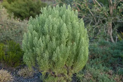 Hebe cupressoides plant with olive-green foliage.