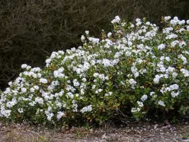 Hebe decumbens plant with white flowers.