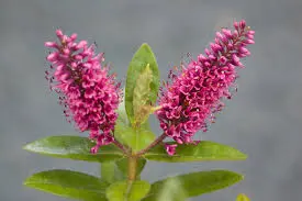 Hebe 'Eveline' with dark pink flowers and lush green foliage.