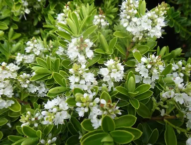 Hebe evenosa plant with green foliage and elegant, white flowers.