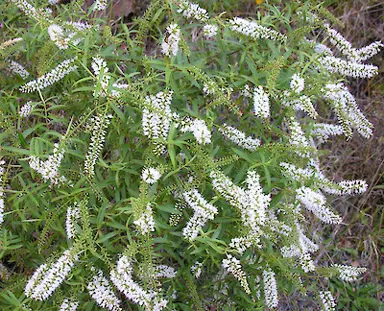 Hebe gracillima plant with white flowers.