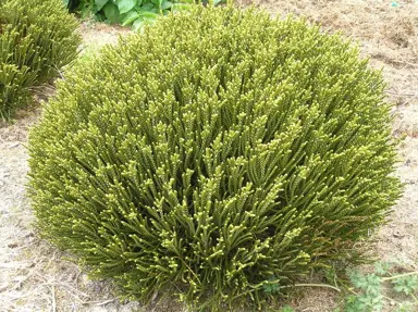 Hebe hectorii shrub with olive green foliage.