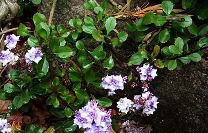 Hebe hulkeana plant with flowers.